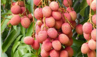 Vải, quả vải, lệ chi, phle kulen (Litchi sinensis Radik. (Nephelium litchi Cambess, Euphoria litchi Desf))