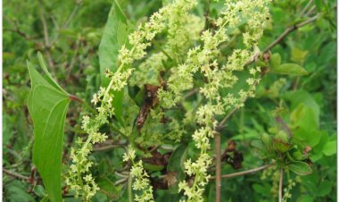 Tỳ giải, xuyên tỳ giải, tất giã, phấn tỳ giải (Dioscorea tokoro Makino)