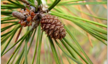 Tùng hương, tùng chi, tùng cao, tùng giao (Resina Pini-Colophonium)
