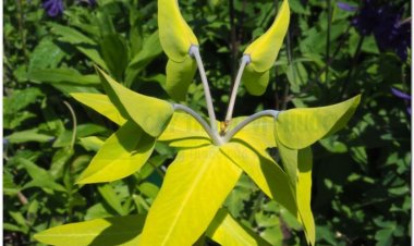 Tục tùy tử, Thiên kim tử (Euphorbia lathyris L)