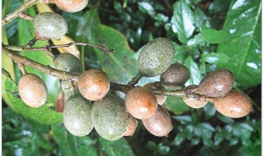 Trứng cuốc, mắc năm ngoa, con go, mang nam bo (Stixis elongata Pierre)