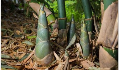 Trúc nhự, trúc nhị thanh, đạm trúc nhự (Caulis Bambusae in Taeniis)