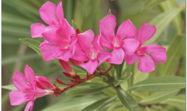 Trúc đào, đào lê, giáp trúc đào, laurier rose (Nerium oleander L. (Nerium laurifolium Lamk.))