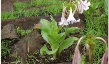 Trinh nữ hoàng cung, hoàng cung trinh nữ, tây nam văn châu lan, thập bát học sĩ, tỏi Thái Lan (Crinum latifolium L)