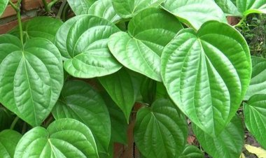 Trầu không, trầu, thược tương, mô-lu (Campuchia), hruè êhang (Buôn Mê Thuột) (Piper betle L. (Piper siriboa L.))