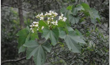 Trẩu, cây dầu sơn, ngô đồng, mộc du thụ, thiên niên đồng, bancoulier, abrasin (Aleurites montana (Lour.) Wils)