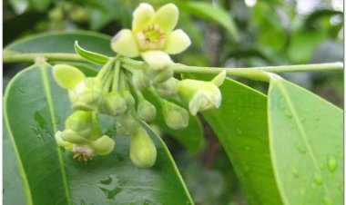 Trầm hương, kỳ nam, trà hương, gió bầu, bois d’aigle, bois d’aloes (Aquilaria agallocha Roxb. (A. crassna Pierre))