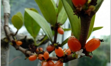 Kiến kỳ nam, trái bí kỳ nam, kỳ nam kiến, ổ kiến, kỳ nam gai (Hydnophytum formicarum Jack, (lá rộng), Myrmecodia armata DC. (lá hẹp))