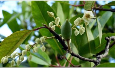 Trám, cảm lãm, trám trắng, cà na, thanh quả, đêm ta lát (Campuchia) (Canarium album (Lour) Raeusch (Canarium sinensis Rumph, Pimela alba Lour.))