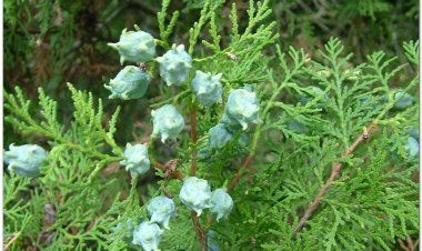 Trắc bách diệp, bá tử nhân (Thuja orientalis L. (Biota orientalis Endl))