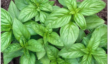 Trà tiên, rau quế, húng quế tây, é, é trắng, tiến thực (Ocimum basilicum L. var. pilosum (Willd.) Benth)