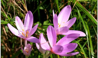 Tỏi độc, colchique (Colchicum autumnale L)
