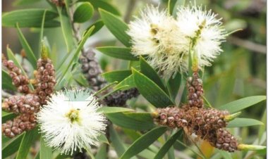 Tràm, cây chè cay, chè đồng, smach chanlos, smach tachah (Campuchia), cajeputier (Pháp) (Melaleuca leucadendra L)