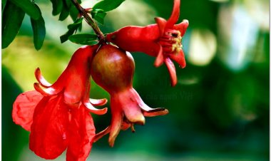 Hoa cây lựu làm thuốc chữa bệnh