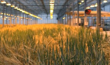 Tạo ra thịt trong phòng thí nghiệm từ lúa mạch