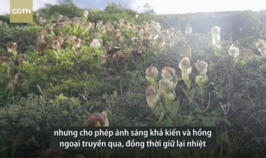 'Nhà kính' giúp tuyết liên nở rộ ở Tây Tạng