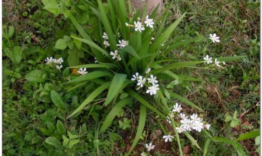 Tỏi đỏ, tỏi lào, sâm cau, sâm đại hành, hành lào (Hòa Bình), tỏi mọi, kiệu đỏ, co nhọt (Lào) (Eleutherine subaphylla Gagnep)