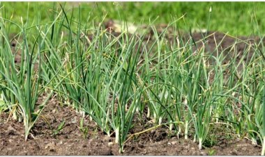 Cây Tỏi (Allium sativum L, Bulbus Allii)