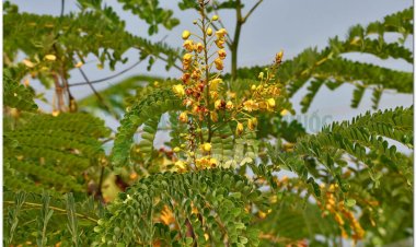 Tô mộc, cây gỗ vang, cây vang nhuộm, cây tô phượng (Caesalpinia sappan L)