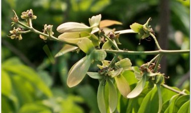 Cây Tơ mành, mạng nhện, dây chỉ (Hiptage madablota Gaertn (Hiptage benghalensis (1) Kurz.))