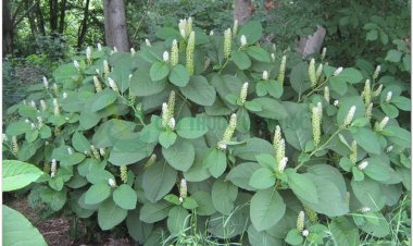 Thương lục, trưởng bất lão, kim thất nương (Phytolacca esculenta Van Hout)