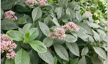 Thường sơn, hoàng thường sơn, thục tất, áp niệu thảo, kê niệu thảo (Dichroa febrifuga Lour)