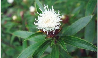 Thương truật, mao truật, xích truật, nam thương truật (Atractylodes lancea (Thunb.) DC. (Atractylis lancea Thunb.))