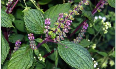 Tía tô, tử tô, tử tô tử, tô ngạnh (Perilla ocymoides L. (Perilla nankinensis (Lour.) Decne, Perilla frutescens (L.) Breit))