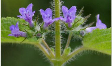 Tía tô dại, é lớn tròng, tía tô giới (Hyptis suaveolens (Linn). Poir)