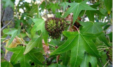 Tô hạp hương, Sâu đông, Thâu đông (Liquidambar orientalis Mill)