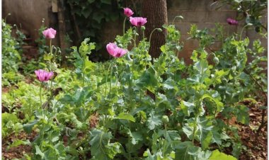 Thuốc phiện, phù dung, anh tử túc, a phiến, túc xác, anh túc xác, cù túc xác (Papaver somniferum L)