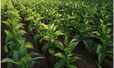 Thuốc lá, Nicotiana thnam (Campuchia), yên thảo (Trung Quốc), tabac (Pháp) (Nicotiana tabacum L)