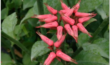 Thuốc giấu, hồng tước san hô, dương san hô (Euphorbia tithymaloides L. (Pedilanthus tithymaloides (L.), Poit))