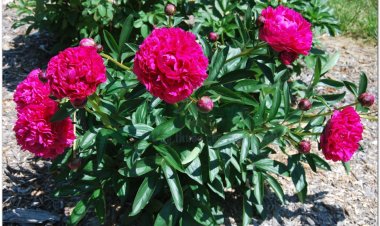 Thược dược, Bạch thược, Xích thược (Paeonia lactiflora Pall., (Paeonia albiflora Pall, Paeonia lactiflora Pall., Paeonia obovata Maxim, và Paeonia veitchii Lynch)