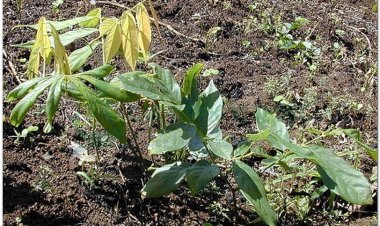 Thuốc cá, dây duốc cá, dây mật, dây cóc, dây cát, lầu tín, tuba root (Anh), derris (Pháp), touba (Derris elliptica Benth., Derris tonkinensis Gagnep)