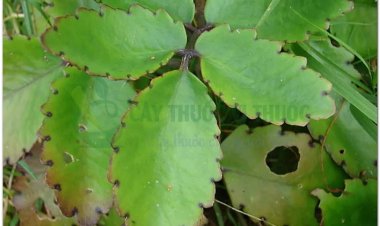 Thuốc bỏng, trường sinh, thổ tam thất, đả bất tử, diệp sinh căn, sái bất tử, lạc địa sinh căn, sống đời (Kalanchoe pinnata (Lam.) Pers. (Bryophyllum calycinum Salisb))
