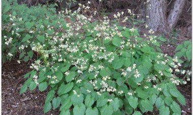 Bài thuốc trị liệt dương, tăng ham muốn,  từ dâm dương hoắc