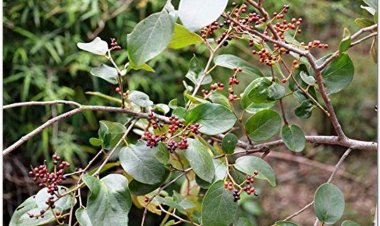 Thùn mũn, cây chua meo, cây phi tử, cây chua ngút, vón vén, tấm cùi, cây Thùn mũn (Embelia ribes Burm)