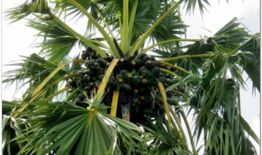 Thốt nốt, thnot, mak tan kok, palmier sucre, rondier (Borassus flabellifer L., (Pholidocarpus tunicatus H. Wendl.))