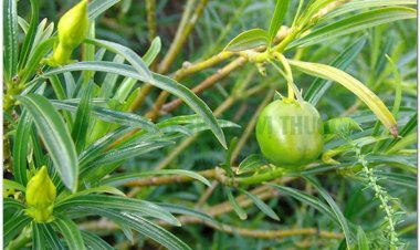 Thông thiên, hoàng hoa giáp trúc đào, laurier jaune, noix de serpent, yellow oleander, bois à lait (Thevetia neriifolia Juss. (Cerhera thevetia L., Cerbera peruviana Pers))