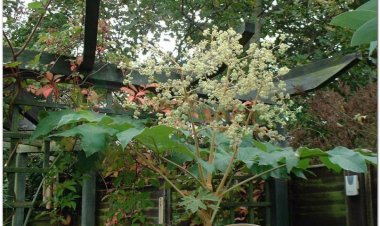 Thông thảo, Cây thông thoát (Tetrapanax papyrifera (Hook) Koch (Aralia papyrifera Hook.))