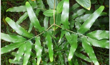 Thòng bong, bòng bong, dương vong, thạch vĩ dây (Lygodium flexuosum Sw)