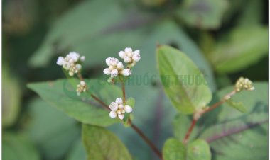 Thồm lồm, đuôi tôm, mía giò, bẻm, mía bẻm, mía nung, cây lôm, chuồng chuồng, hỏa khôi mẫu, săm koy (Polygonum sinense L)