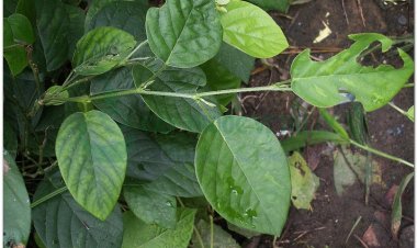 Thóc lép, cỏ cháy, bài ngài (Desmodium gangeticum DC.)