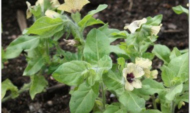 Thiên tiên tử, sơn yên tử, đại sơn yên tử, jusquiame (Pháp), mont aux poules (Hyoscyamus niger L)