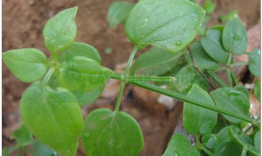 Thiến thảo, tây thảo, mao sáng (mèo), thiên căn, thiến căn (Rubia cordifolia L)