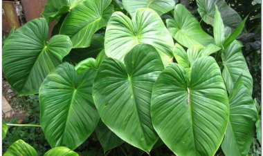 Thiên niên kiện, sơn thục (Homalomena aromatica (Roxb), Schott (Calla aromatica Roxb), Homalomena occulta (Iowa) Schott)