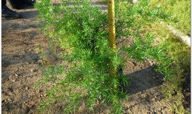 Thiên môn đông, thiên môn, thiên đông, dây tóc tiên (Asparagus cochinchinensis (Lour.) Merr. (Asparagus lucidus Lin.))