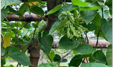 Thiên lý,  cây hoa lý, hoa thiên lý, dạ lài hương (Telosma cordata (Burm.f.) Merr. (Asclepias cordata Burm.f., Pergularia minor Andr. Pergularia odoratissìma Wight, Asclepias odoratissima Roxb.))