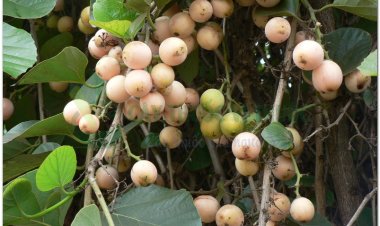 Thiên Đầu Thống, cây lá trắng, cây ong bầu, trường xuyên hoa (Cordia obliqua Wind. (Cordia dichotoma Forst))